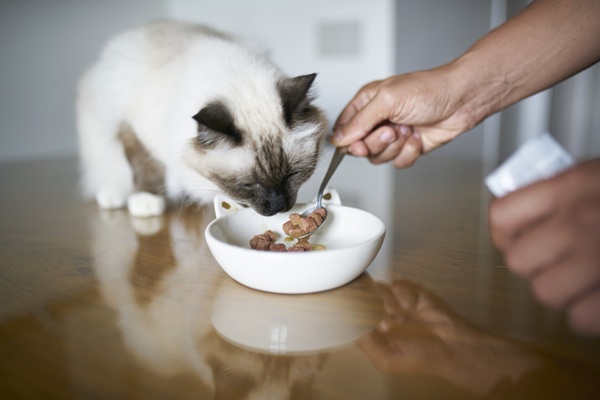 Gato comendo ração.