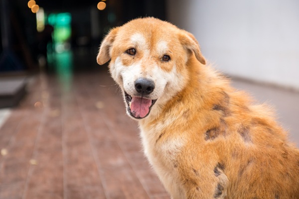 Cachorro com sintomas de sarna.
