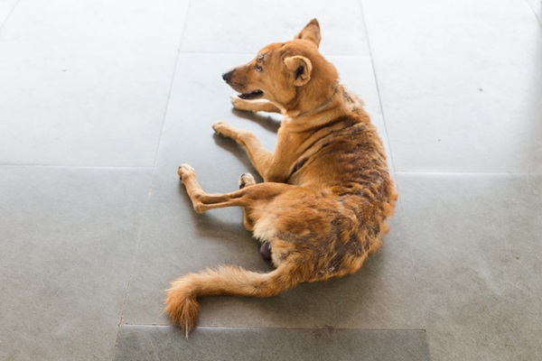 Sarna em cachorro.