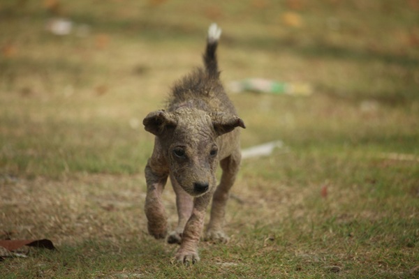 Cachorro filhote com sarna.