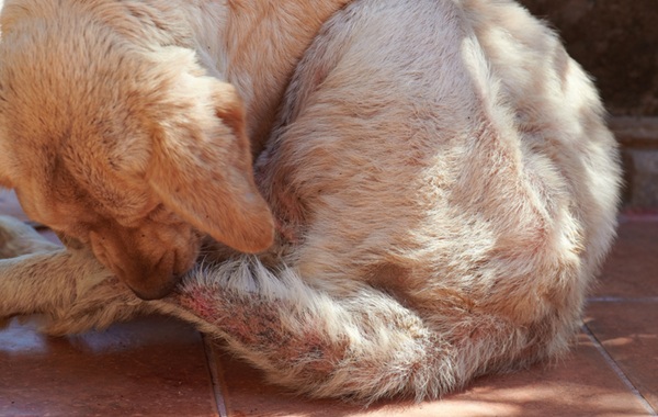 Cachorro com sarna no pelo.