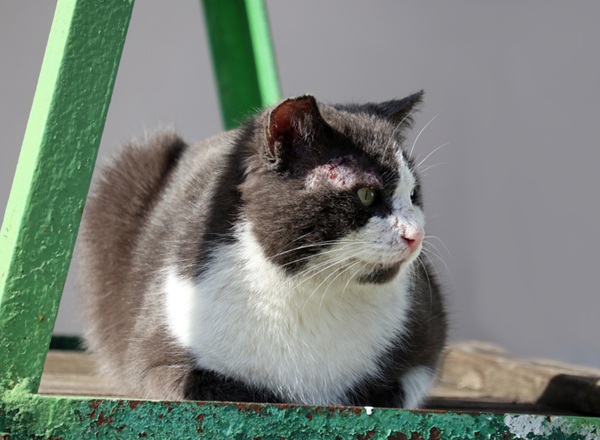 Sarna em gato.