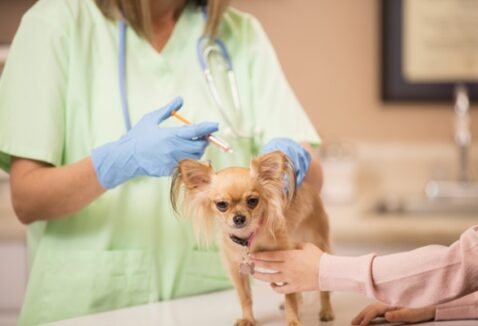 Quantas vacinas o cachorro tem que tomar?