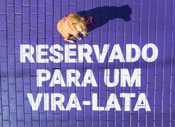 Reservado para um vira-lata: conheça a campanha de adoção de pets
