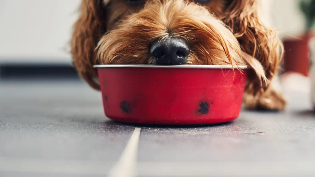 petlove - cachorro comendo ração, alimentação coadjuvante, quando a ração urinary é indicada