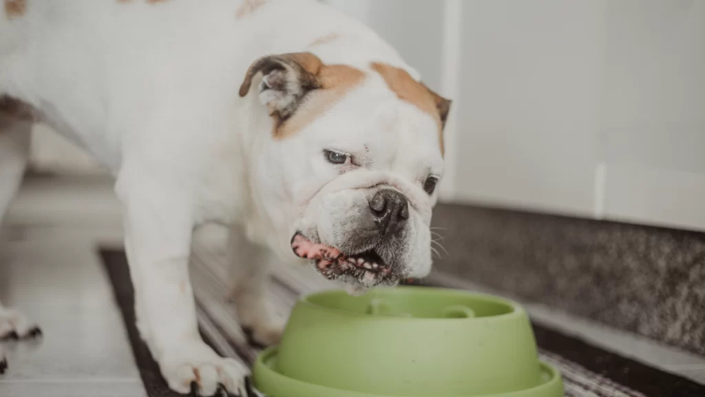 Descubra qual é a ração renal ideal para a saúde do seu pet!