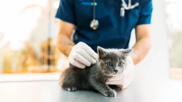 Petlove - gato em consulta com veterinário, consulta em plano de saúde pet