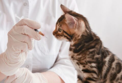 Vacinas para gatos: confira quais são, frequência e contra o que protegem