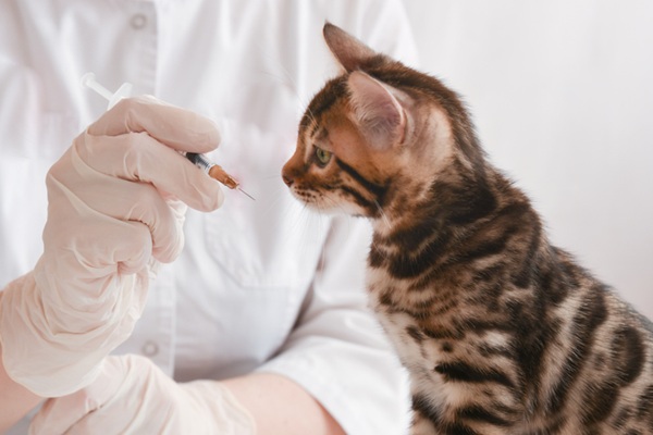 Vacinas para gatos: confira quais são, frequência e contra o que protegem