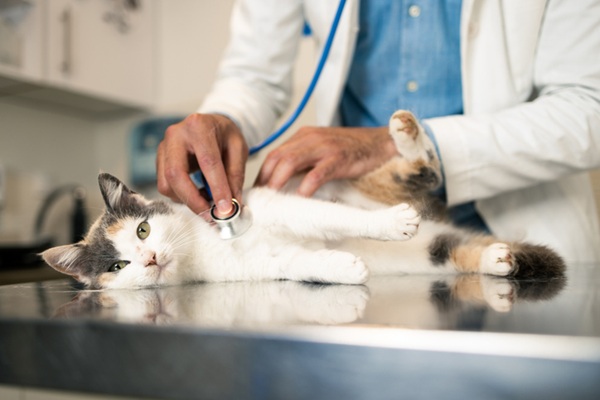 gato no medico-veterinário.