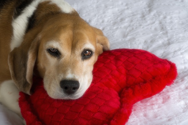 Cachorro com almofada de coração vermelho.
