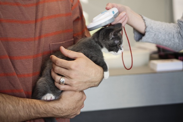 Plano de saúde pet com microchipagem gratuita: benefícios e dicas essenciais
