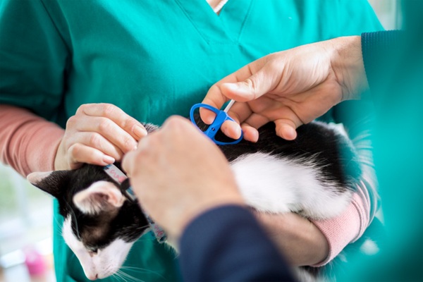 Aplicando o microchip no gato.