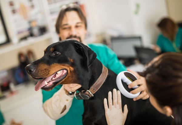 Médico-veterinário lendo o microchip no cachorro.