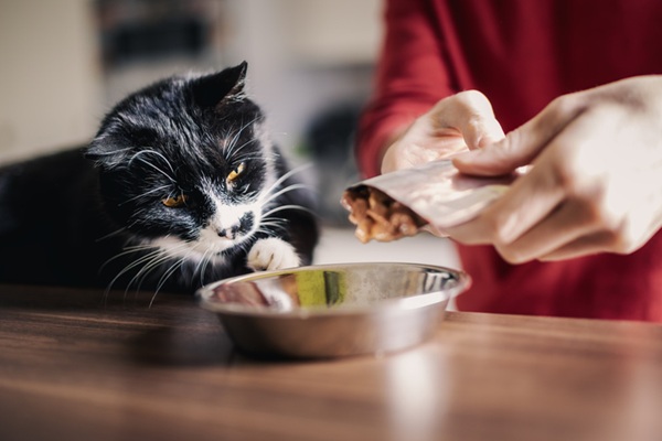 Gato comendo ração.