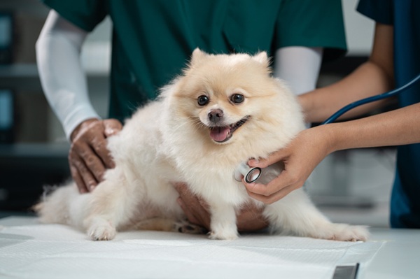 Como funciona o Plano de Saúde Pet com coparticipação