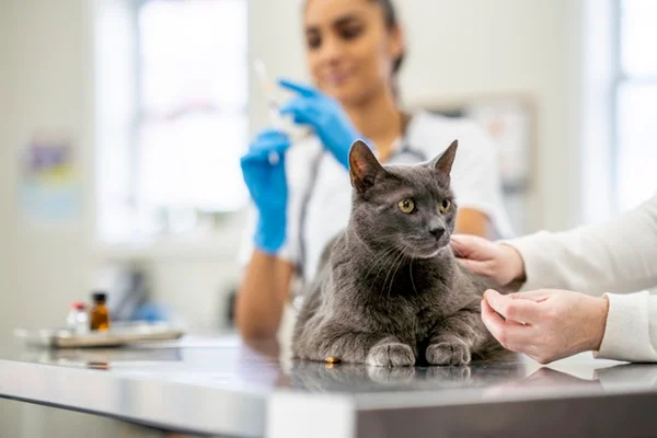 Gato sendo tratado no veterinário.