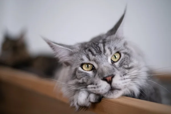 Linfoma em gatos: sintomas, tratamento e expectativa de vida