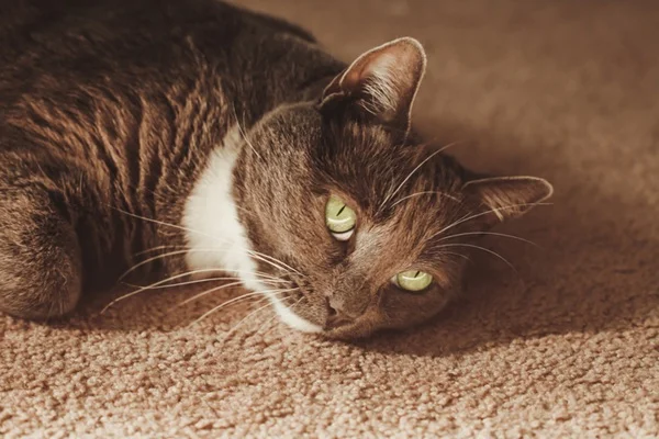 Gato deitado.
