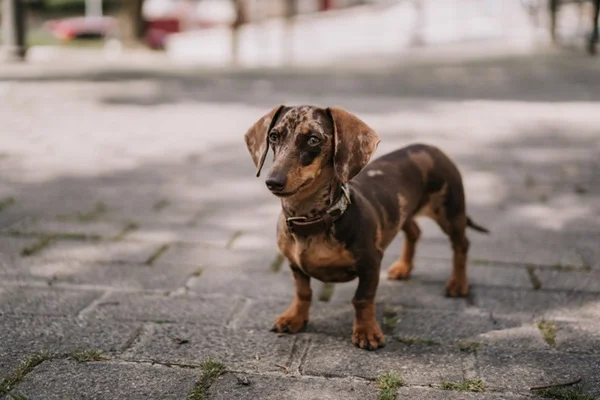 Cachorro Dachshund
