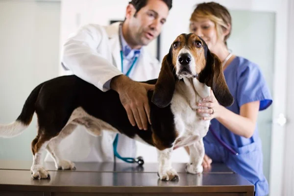 Cachorro basset hound no veterinário.