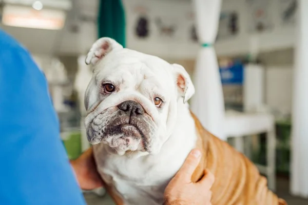 Buldogue no veterinário.