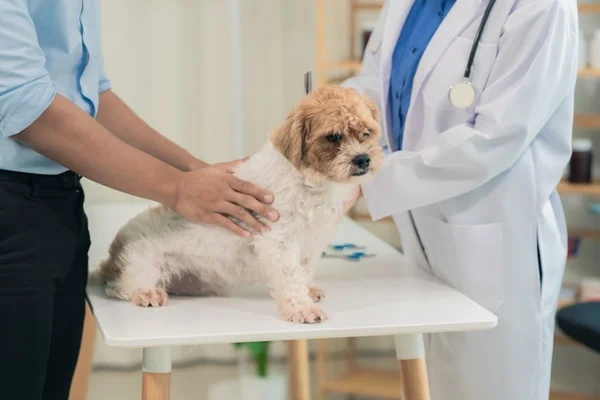 Cachorro no veterinário.