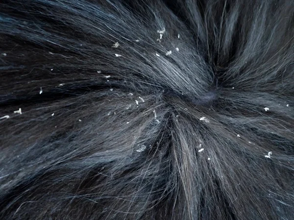 dermatite seborreica cachorro
