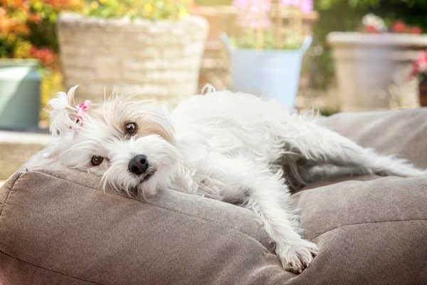 Pancreatite em cachorro: sintomas, causas e tratamento