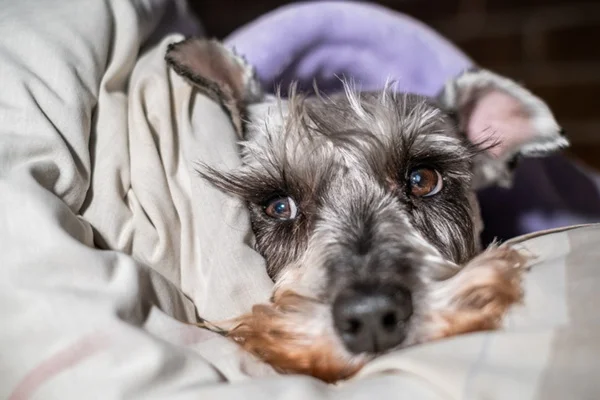 Cachorro com dor de pancreatite.