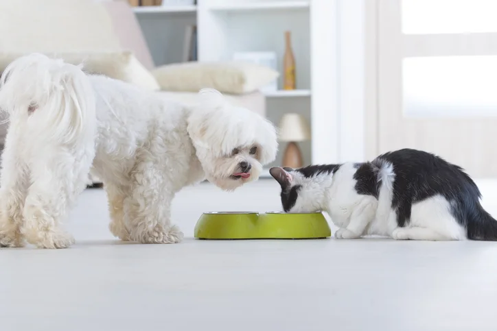 cachorro e gato comendo ração Premium Especial