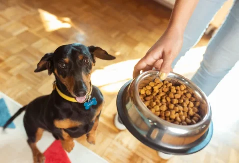 Saiba os benefícios da Ração Premium Especial para cães e gatos