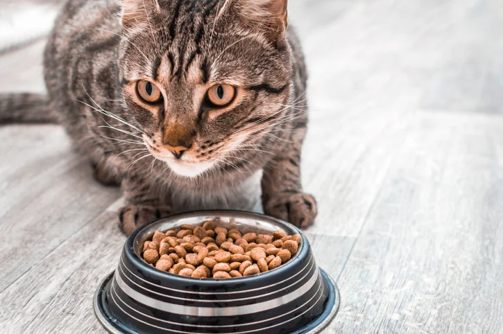 Gato comendo ração Premium especial