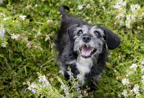 Porque contratar um convênio para cachorro idoso