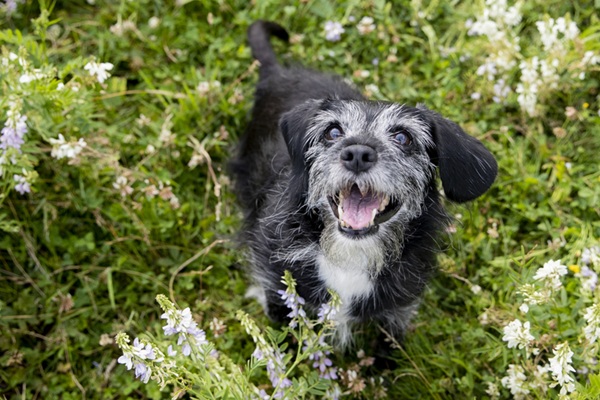 Porque contratar um convênio para cachorro idoso