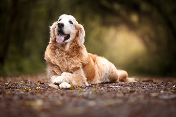 Golden retriever idoso.