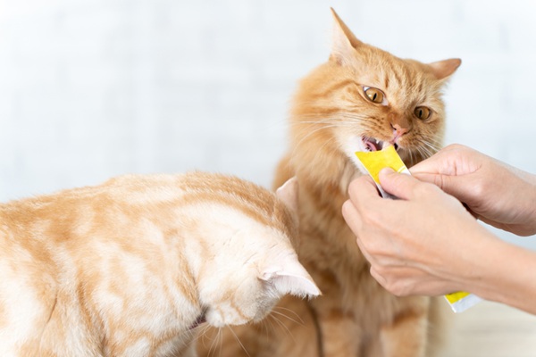 Gatos comendo churu.