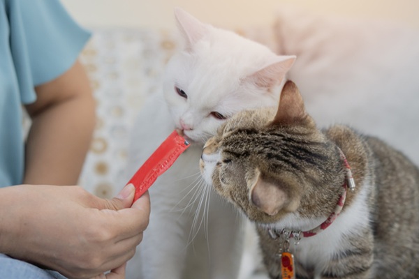 Gatos comendo churu para gatos.
