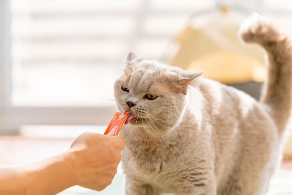 Conheça a delícia irresistível do churu para gatos