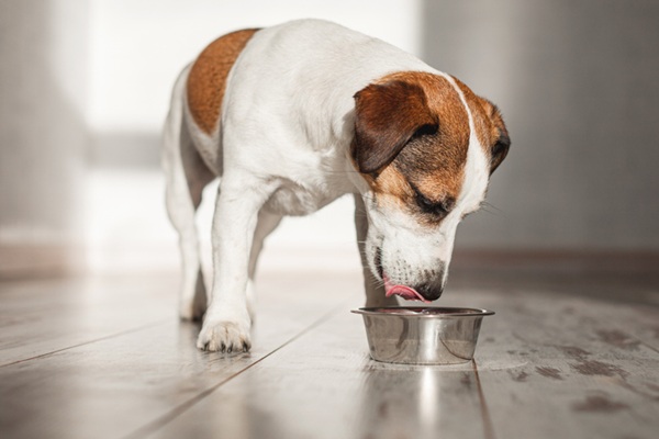 Cão comendo ração para raças pequenas.
