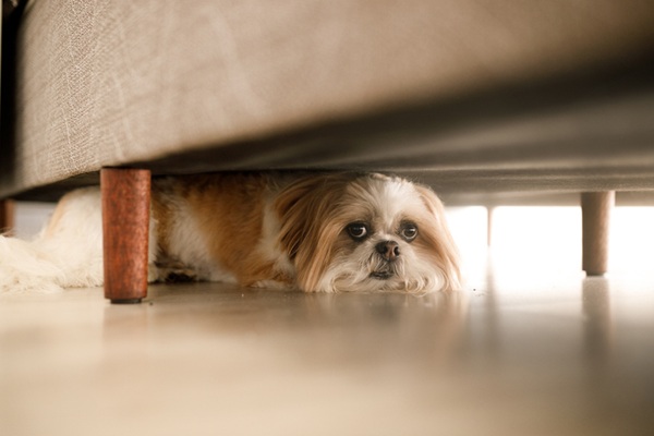 Cachorro com medo de fogos: 12 dicas para acalmar seu pet