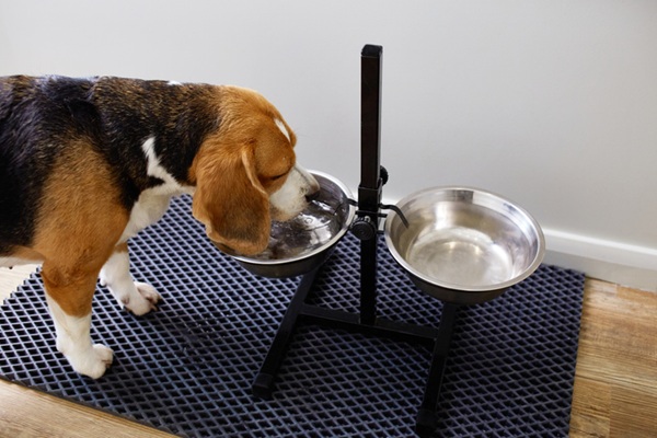 Comedouro elevado para cachorro.