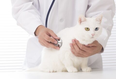 Como antecipar a carência do plano de saúde pet Petlove?