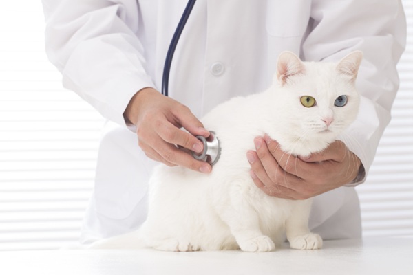 Como antecipar a carência do plano de saúde pet Petlove?