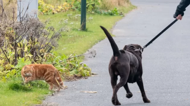 Petlove - cachorro a gatos em ambiente aberto, livres. Ração para ambiente interno e para ambiente externo