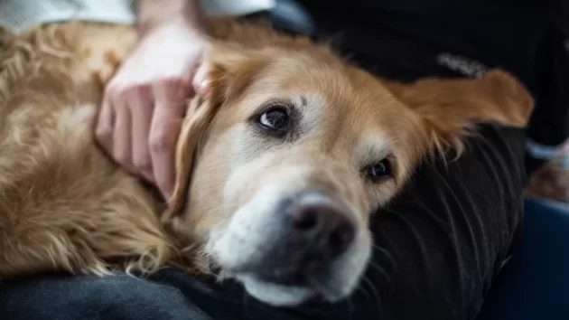 Petlove - cachorro deitado no colo do seu tutor recebendo carinho
