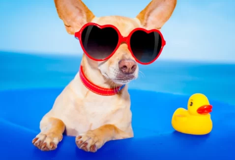 Como proteger seu cachorro e gato da insolação no verão