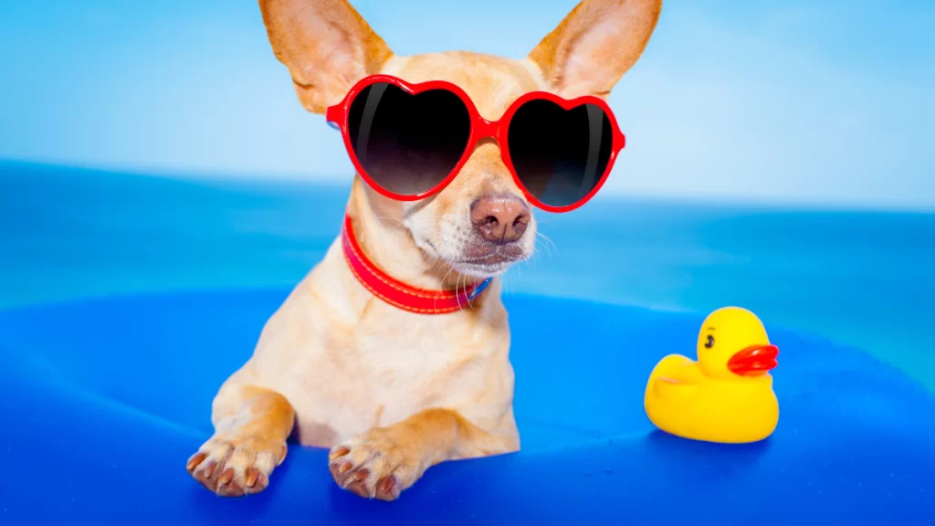 Como proteger seu cachorro e gato da insolação no verão