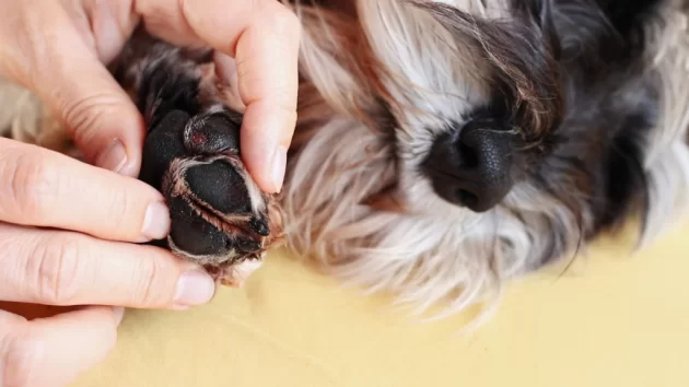 Petlove - tutor avaliando a pata do seu pet, queimadura nas patas, cuidados preventivos