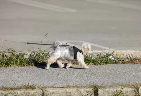 Como prevenir a queimadura nas patas do seu pet nesse verão